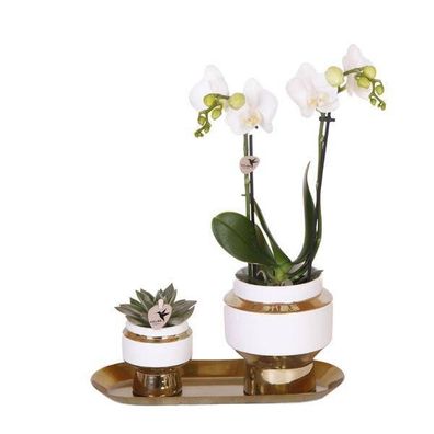Pflanzenset â?? Weiße Orchidee & Sukkulente im goldenen Deko-Set â?? Inklusive Le Chi