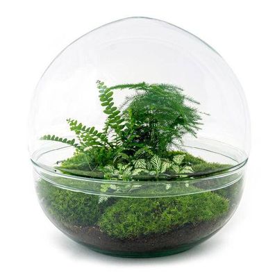 Flaschengarten DIY Bausatz â?? Terrarium Kuppel XL â?? ß30cm â?? Autarkes Mini-ßkosys