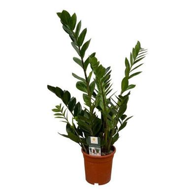 Zamioculcas â?? Glécksfeder â?? Zimmerpflanze â?? ß17cm â?? Höhe ca. 75cm â?? pflegel