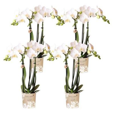 Phalaenopsis Orchideen Amabilis Weiß â?? ß9cm â?? Zimmerpflanze â?? 4 Orchideen â?? e