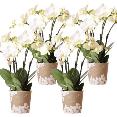 Orchidee Gent Weiß â?? 4er Set â?? Zimmerpflanzen mit weißen Bléten â?? ß12cm â?? Fri