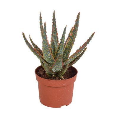 Sukkulente Aloe Zebrina Dannyz â?? Zimmerpflanze ß10,5cm â?? Sternförmige Blätter mit