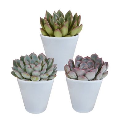 Steinrose Echeveria Mischung â?? 3 Pflanzen ß8,5cm â?? Sukkulenten-Set im weißen ßber