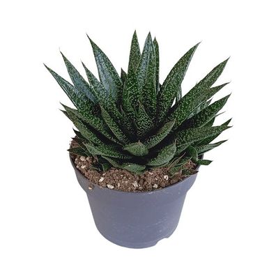 Gasteria d Due â?? Sukkulente Zimmerpflanze â?? Dunkelgrén gefleckte Blätter â?? Höhe