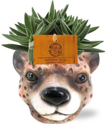 Crassula Tenelli â?? Sukkulente â?? Zimmerpflanze â?? ß11cm â?? ca. 15cm hoch â?? In