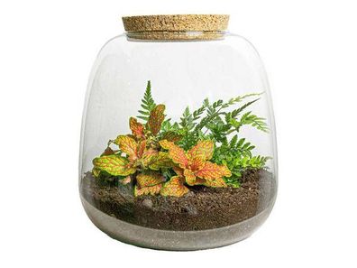 Flaschengarten â?? Emma Mini â?? DIY Bausatz â?? â??20cm â?? ß19cm â?? mit Fittonia R