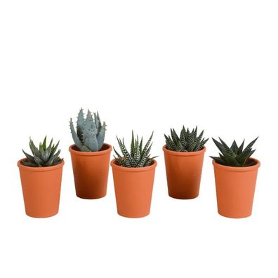 Sukkulenten Mix Gasteria & Haworthia â?? 5 Pflanzen â?? ß5,5cm Zimmerpflanzen im Terr