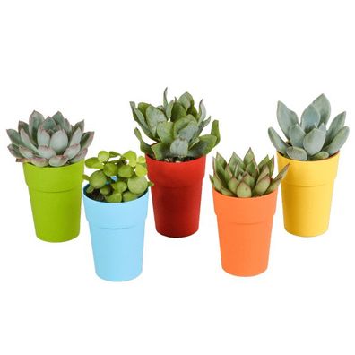 Sukkulenten Mix â?? 5 Pflanzen â?? ß5,5cm Zimmerpflanzen im dekorativen Kunststofftop