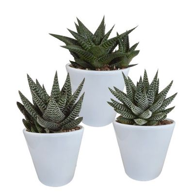 Sukkulenten Mix Gasteria & Haworthia â?? 3 Pflanzen â?? ß8,5cm Zimmerpflanzen im weiß