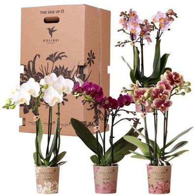 Orchideen ßberraschungsbox â?? 4 Pflanzen ß9cm â?? Frische Phalaenopsis Orchideen dir