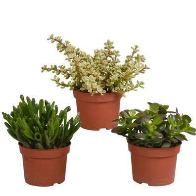 Sukkulenten â?? Crassula Mix â?? 3 Pflanzen â?? ß10,5cm â?? pflegeleichte Zimmerpflan