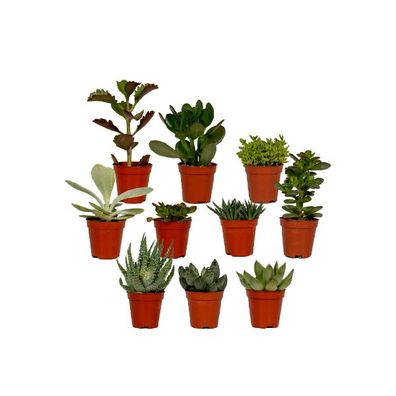 Sukkulenten Mix â?? 10 Pflanzen â?? Verschiedene Arten â?? Aloe Vera, Echeveria, Kala
