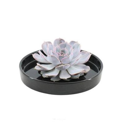 Sukkulente â?? Echeveria lilacina Rootless â?? ß20cm Schale â??Schwarzâ?? â?? Zimmerp