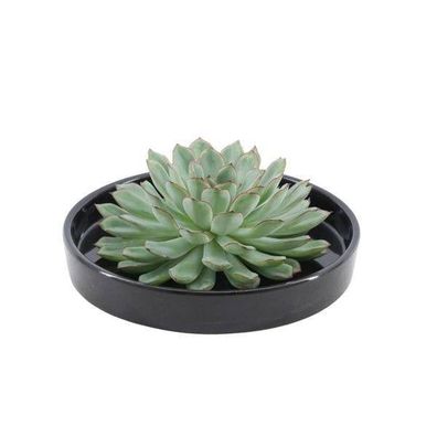 Sukkulente â?? Echeveria pulidonis Rootless â?? ß20cm Schale Schwarz â?? Zimmerpflanz