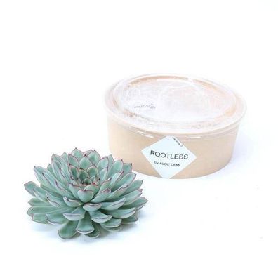 Sukkulente â?? Echeveria pulidonis Rootless â?? ß12â??14cm â?? Zimmerpflanze ohne Wur