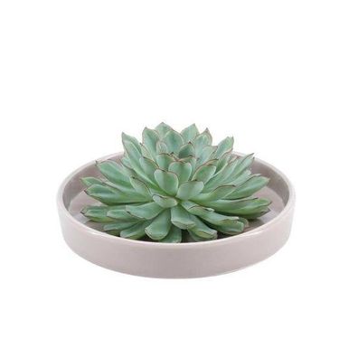 Sukkulente â?? Echeveria pulidonis Rootless â?? ß20cm Schale â??Taupeâ?? â?? Zimmerpf