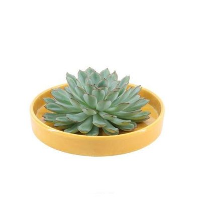 Sukkulente â?? Echeveria pulidonis Rootless â?? ß20cm Schale â??Gelbâ?? â?? Zimmerpfl