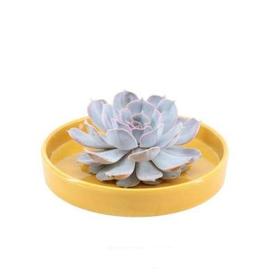Sukkulente â?? Echeveria lilacina Rootless â?? ß20cm Schale â??Gelbâ?? â?? Zimmerpfla