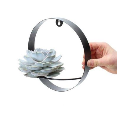 Sukkulente â?? Echeveria lilacina Rootless â?? ß20cm Wanddeko-Ring Schwarz â?? Zimmer