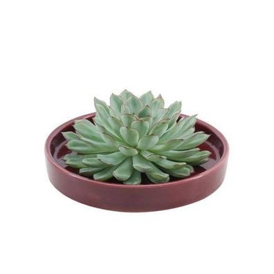 Sukkulente â?? Echeveria Pulidonis Rootless â?? in Keramikschale Rot ß20cm â??5cm â??
