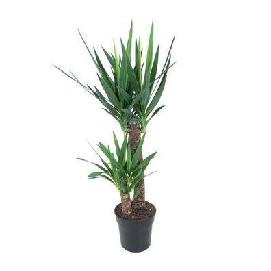Riesen-Palmlilie Yucca Elephantipes â?? ß21cm â?? â??100cm â?? Pflegeleichte Zimmerpf