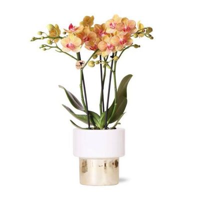 Phalaenopsis Orchidee Weiß â?? Jamaica â?? Mit Lush Topf Gold-Weiß â?? ß9cm â?? Höhe