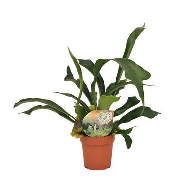 Geweihfarn â?? Platycerium bifurcatum â?? Zimmerpflanze â?? ß12cm â?? ca. 35cm hoch â