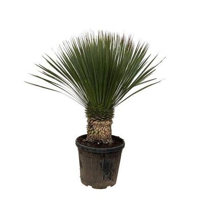 Palmlilie â?? Yucca Rostrata 100cm â?? ß38cm â?? Exotische Wéstenpflanze mit blaugrau