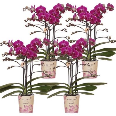 Phalaenopsis Orchideen Morelia Lila â?? 4 Orchideen â?? Zimmerpflanze ß9cm â?? Orchid