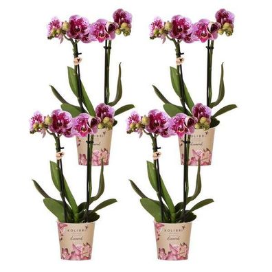 Phalaenopsis Orchideen El Salvador Lila â?? Zimmerpflanzen â?? 4 Orchideen â?? ß9cm â
