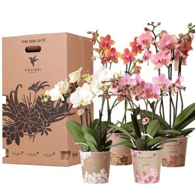 ßberraschungsbox mit 4 verschiedenen Kolibri Orchideen â?? 12cm â?? Zimmerpflanzen-Se