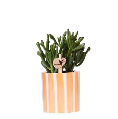Crassula Hobbit Sukkulente â?? inkl. Painted Stripe Ziertopf Orange ß9cm â?? Zimmerpf