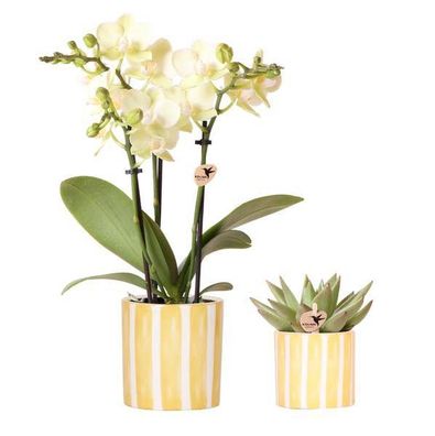 Orchidee Mexico Gelb und Sukkulente im Painted Stripe Ziertopf Gelb ß9cm & ß6cm â?? P