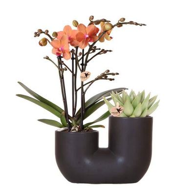 Bolzano Orchidee Orange & Sukkulente Miranda im schwarzen dekorativen Röhrentopf ß9cm