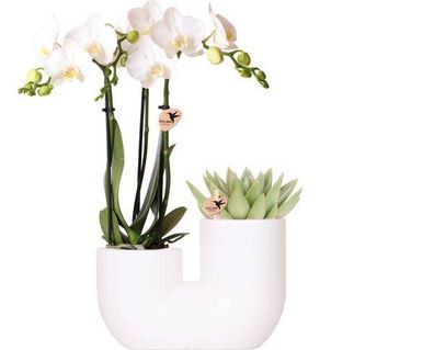 Amabilis Orchidee Weiß & Sukkulente im Tube-Dekotopf Weiß ß9cm â?? Pflanzset â?? Eleg