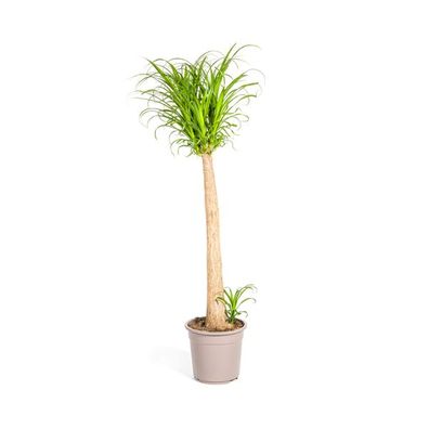 Beaucarnea Recurvata â?? Elefantenfuß â?? Zimmerpflanze â?? ß27cm â?? â??120cm â?? Pf