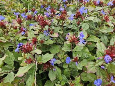 Ceratostigma plumbaginoides â?? Kriechende Hornnarbe â?? Bodendecker â??10-25cm ß9cm
