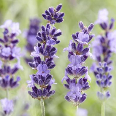 Lavender Lavandula 'Hidcote' â?? 6 Pflanzen â?? Reich bléhender Lavendel â?? â??10-25