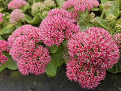 Hohes-Fettblatt Sedum 'Herbstfreude' â?? â??10-25cm â?? ß9cm â?? 12 Pflanzen â?? Wint
