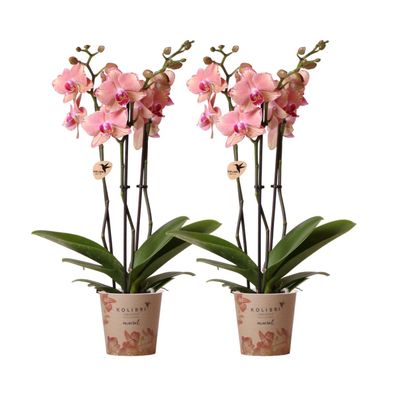 Phalaenopsis Orchidee Pirate Picotee â?? 2 Pflanzen - Bléhende Zimmerpflanze ß12cm â?