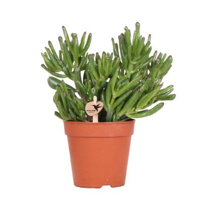 Crassula Hobbit â?? Sukkulente ß12cm â?? Pflegeleichte Zimmerpflanze frisch aus der G