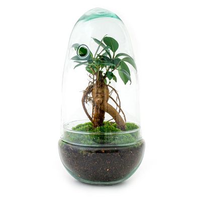 Flaschengarten Egg Bonsai â?? DIY Terrarium mit Ficus Ginseng â?? Mini-Biotop â?? ß12