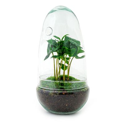 Flaschengarten Egg Coffea Arabica â?? DIY Pflanzen-Terrarium â?? Höhe 25â?¯cm â?? Sel