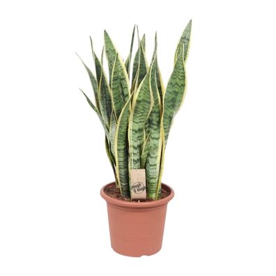 Bogenhanf â?? Sansevieria Trifasciata Laurentii â?? ß25cm x â??85cm â?? Schwiegermutt