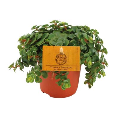 Fetthenne Sedum Tornado â?? Zimmerpflanze â?? ß11â?¯cm â?? Höhe 15â?¯cm â?? Pflegelei