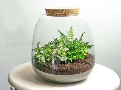 Flaschengarten Terrarium Emma Mini DIY Bausatz â?? ß19cm x â??20cm â?? Pflanzenterrar