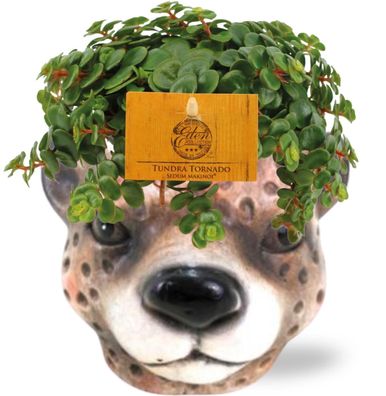 Fetthenne Sedum Tornado â?? Zimmerpflanze â?? ß11â?¯cm â?? â??15â?¯cm â?? inkl. Deko