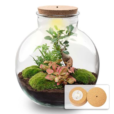 Flaschengarten Terrarium Bolder Bob Bonsai â?? DIY Bausatz + LED â?? Mini-Dschungel f