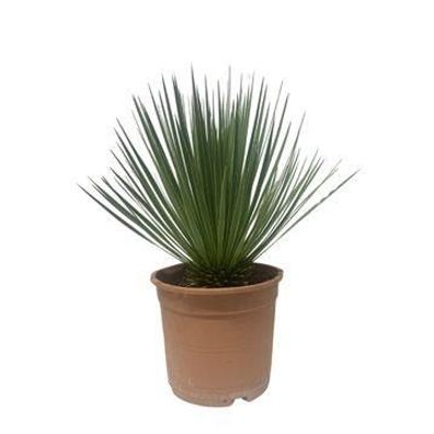 Yucca Rostrata Palmlilie â?? Zimmerpflanze 60cm â?? ß24cm â?? Robust, Winterhart â??