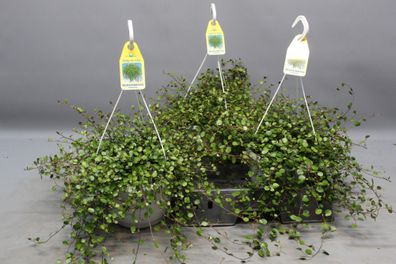 Drahtstrauch Muehlenbeckia â?? Zimmerpflanze ß22cm â?? Höhe ca. 35cm â?? Filigraner B